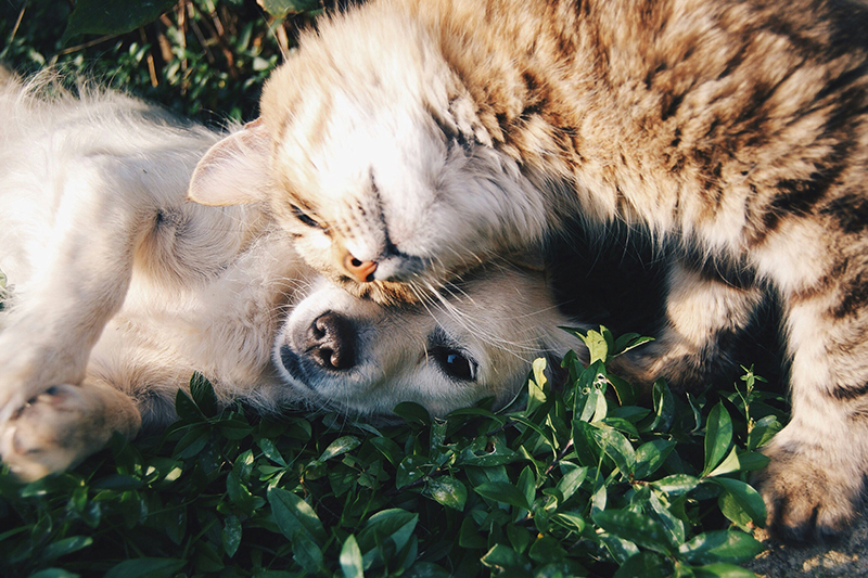 cat and dog duo Unsplash