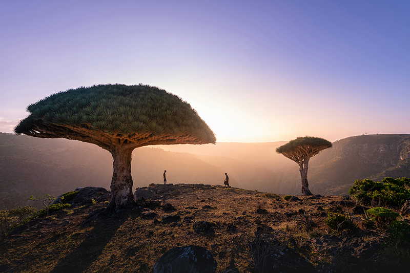 socotra, Yemen