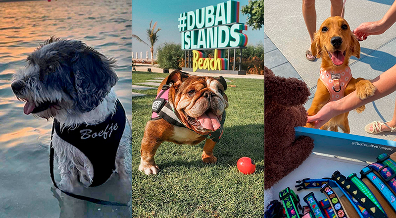 woofstock dubai-featured