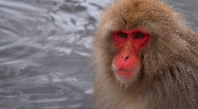 Jigokudani Monkey Park is just a flight away from Dubai