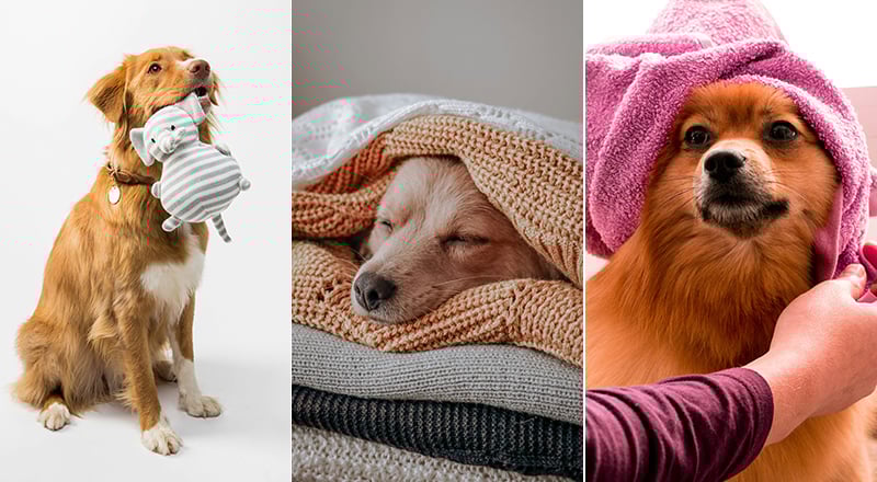 K9 Friends photography competition featured