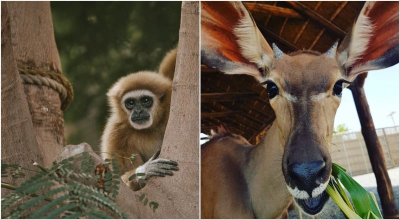 Dubai Safari Park reopens October 14