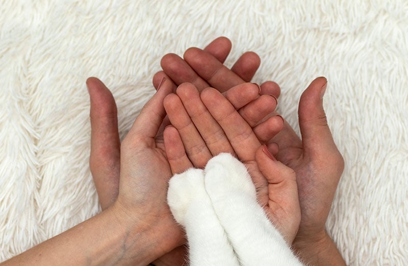 cat adoption day abu dhabi