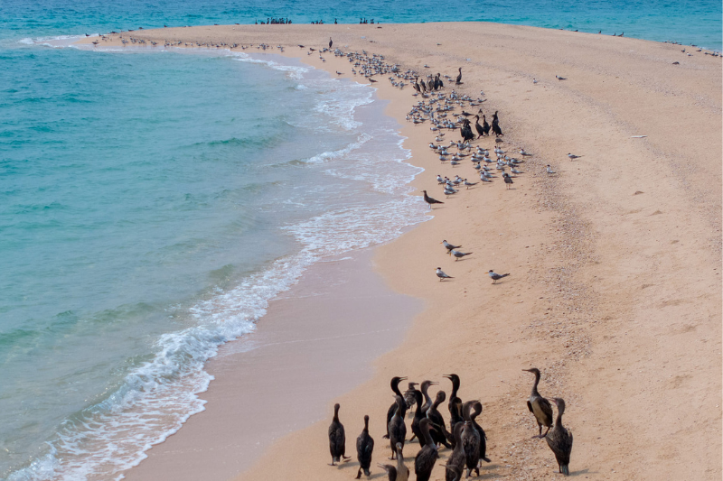 sir bu nair island sharjah