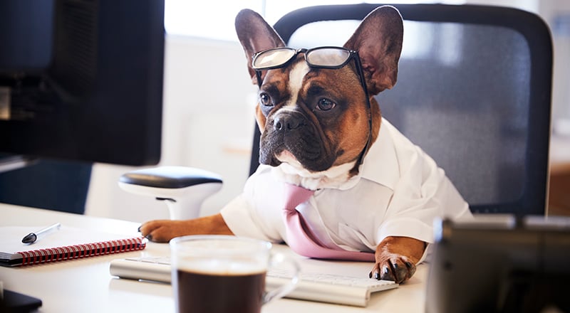 JLT Chief Dog Officer