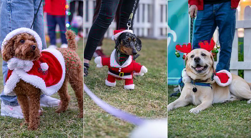 Barkfest by Feastival