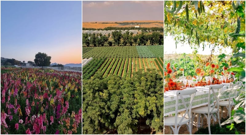 uae farms