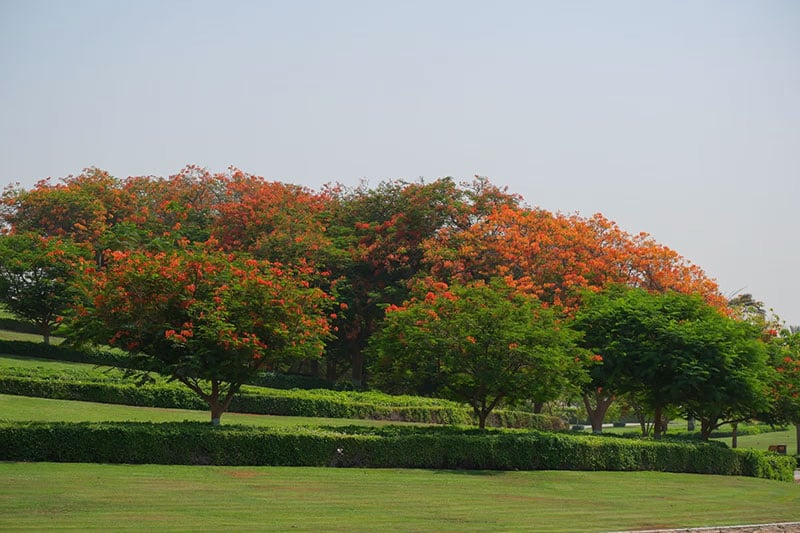 image gallery
