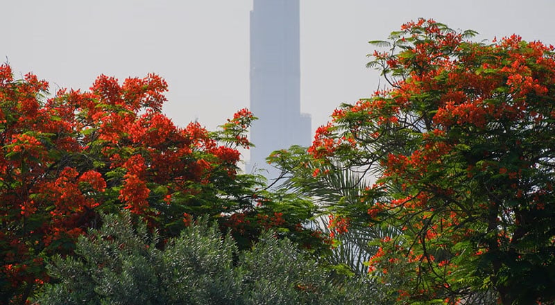 Flame Tree Dubai