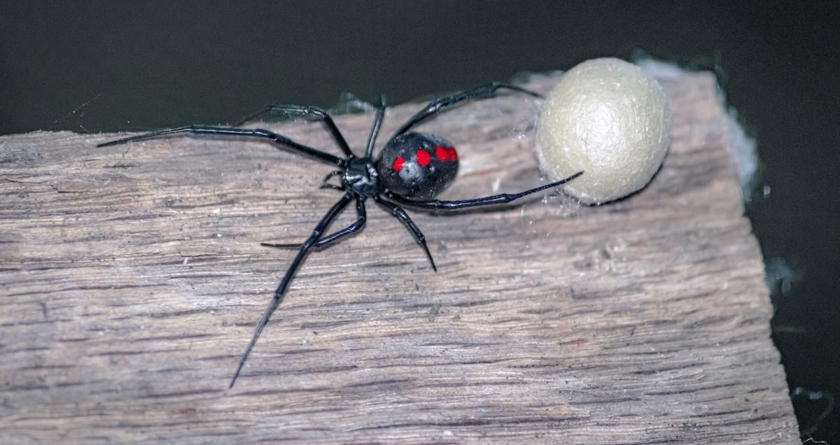 9 venomous creatures we should be aware of in Dubai   whatson.ae